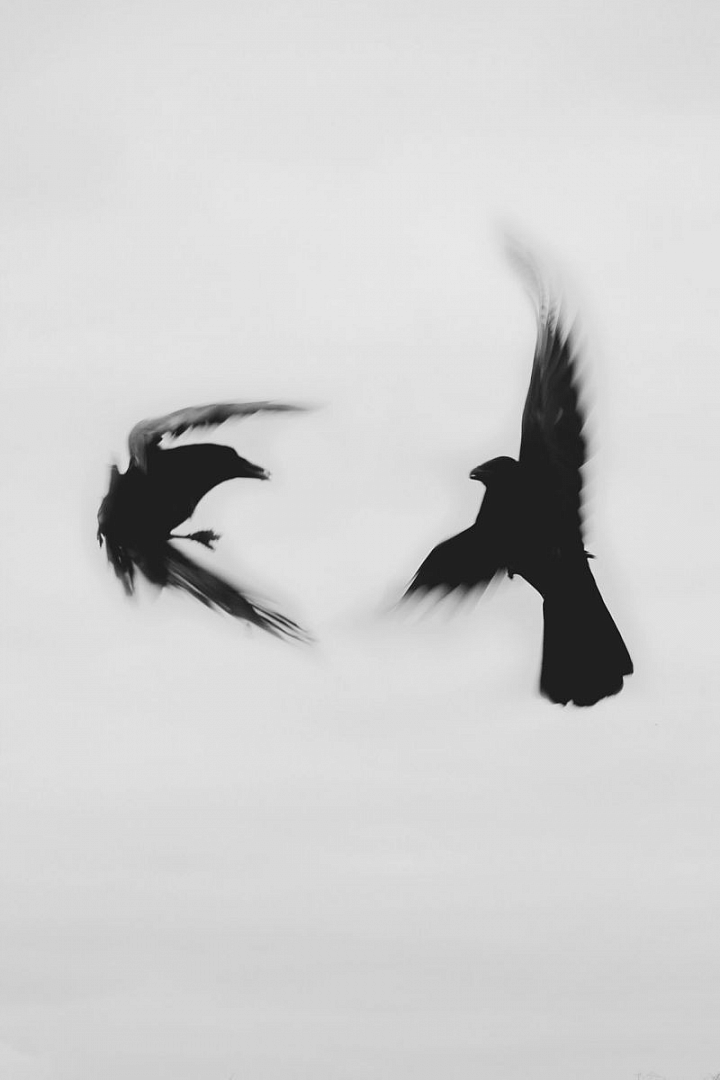 Anima Libertas